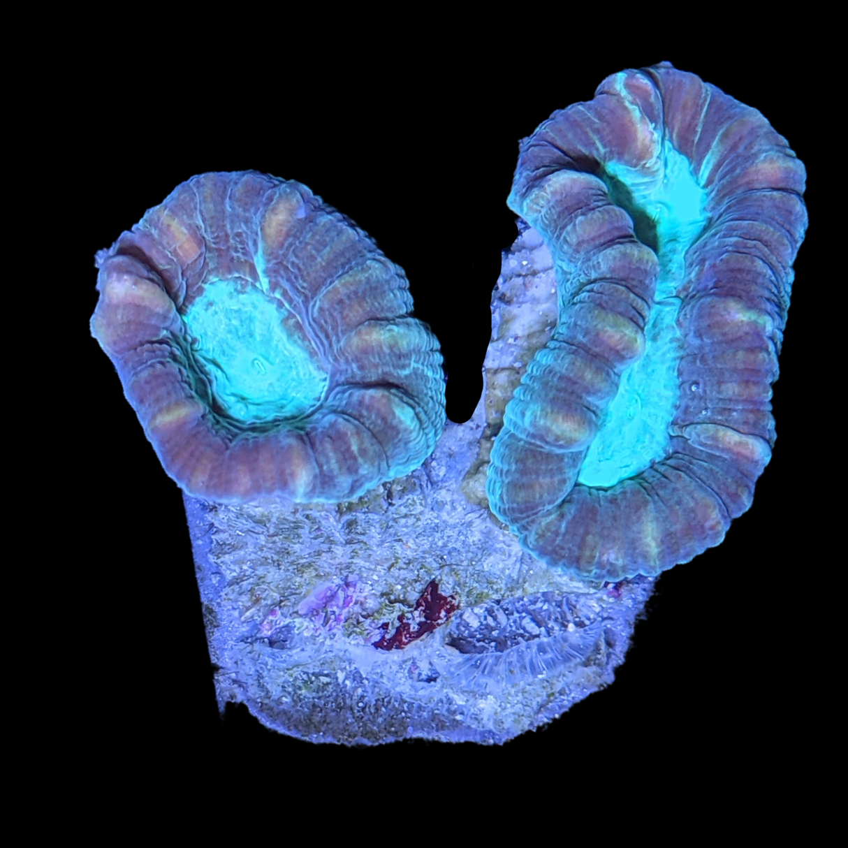 Green Pinwheel Candy Cane