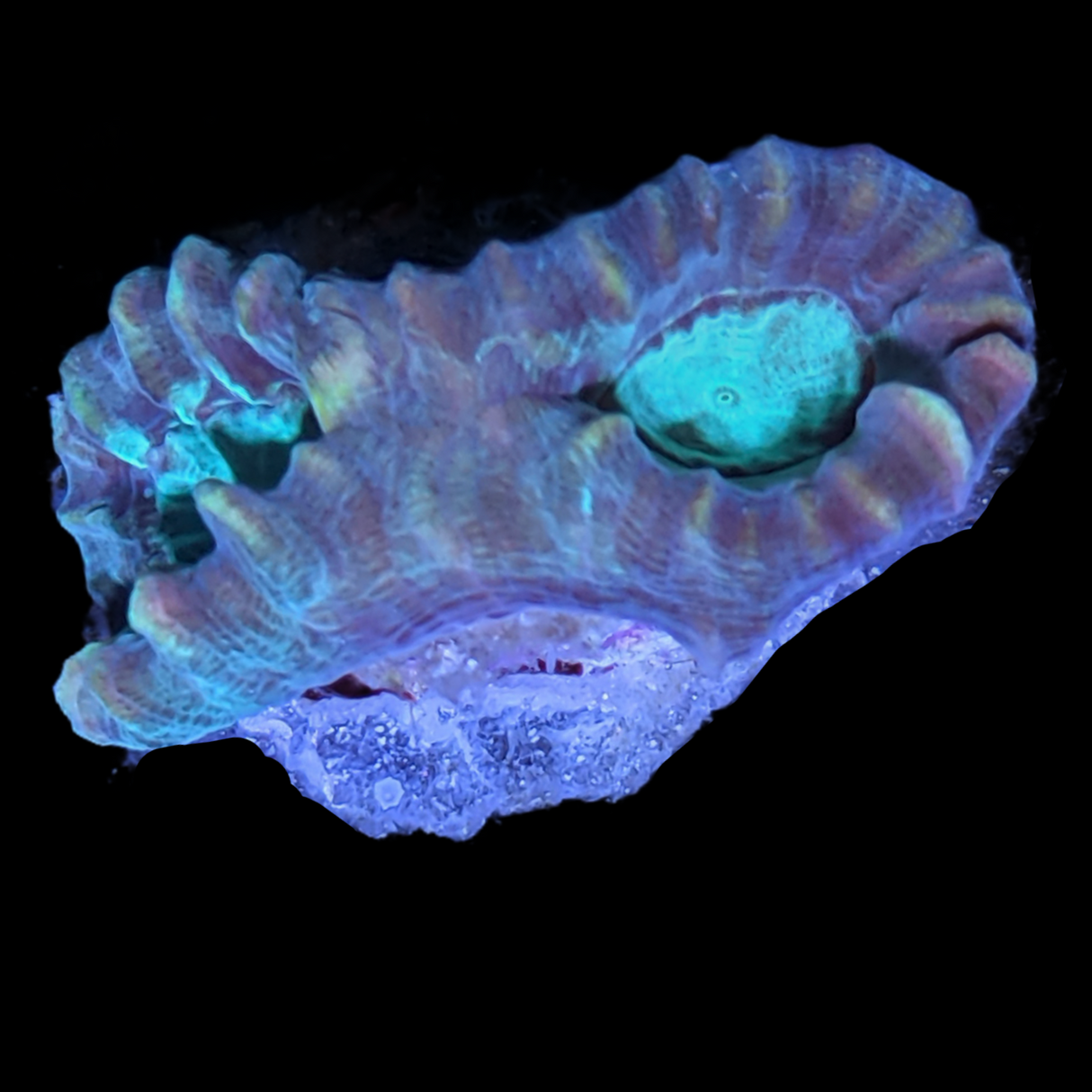 Green Pinwheel Candy Cane