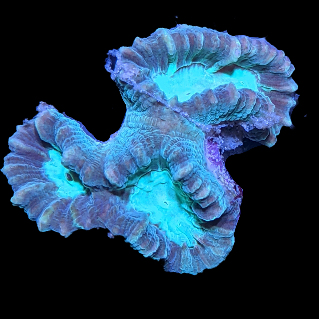 Green Pinwheel Candy Cane