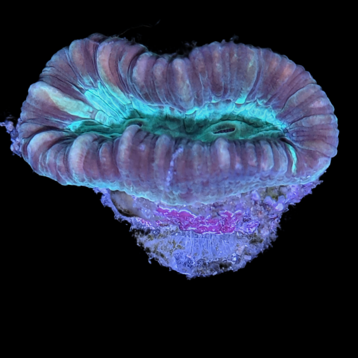 Green Pinwheel Candy Cane