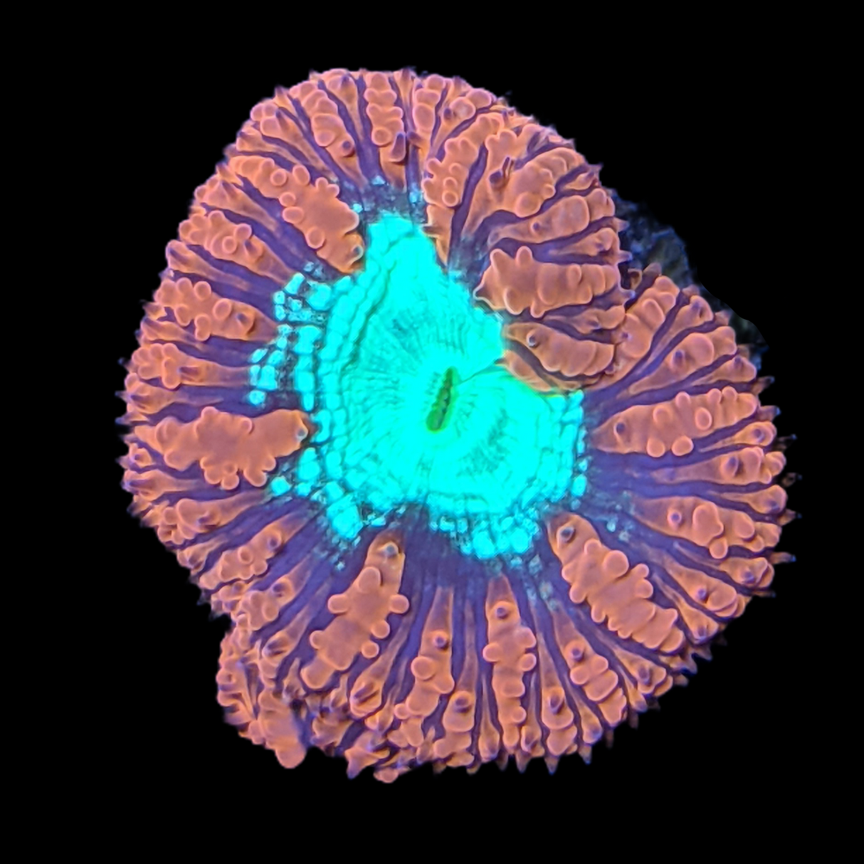 2 Head Red & Green Blastomussa