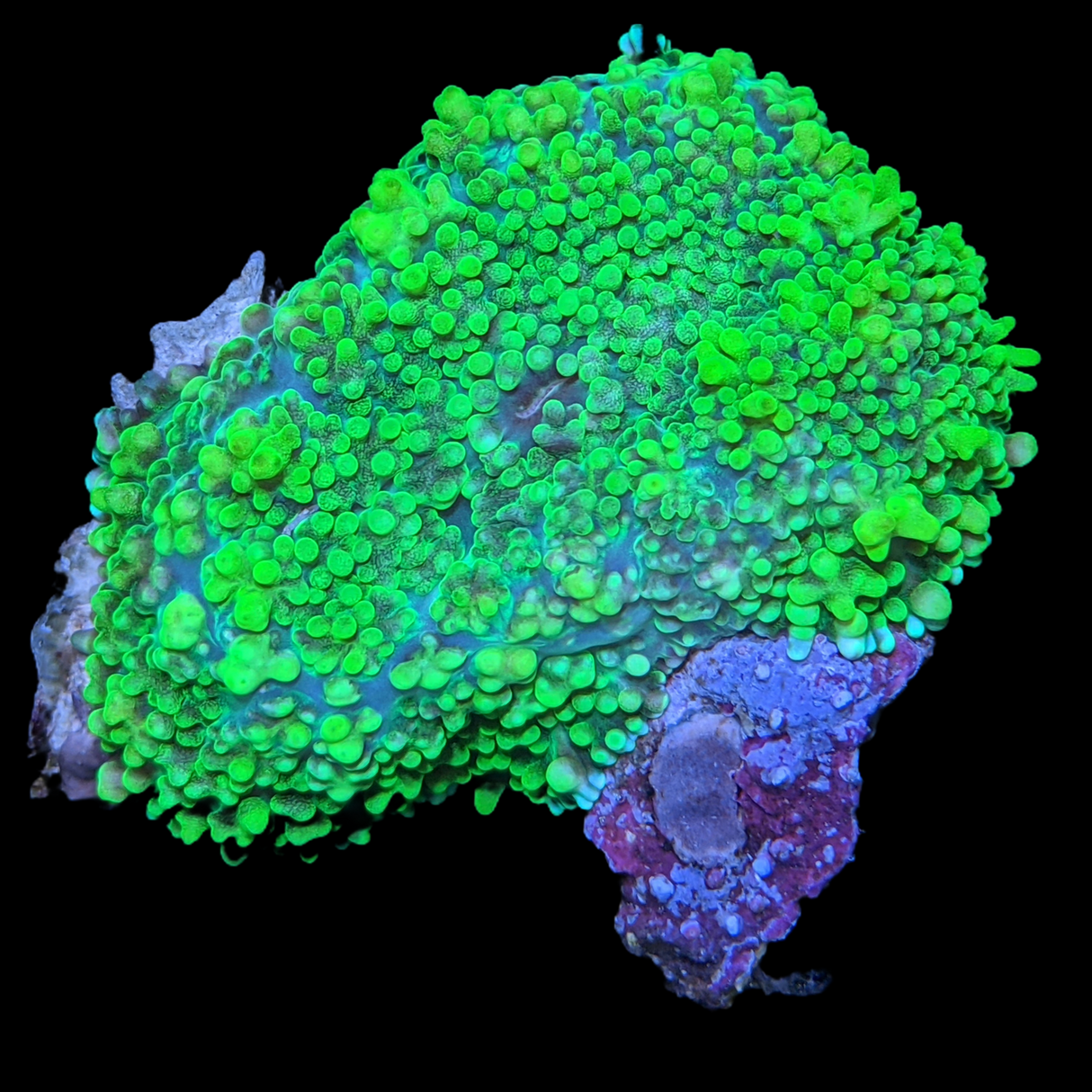 Australian Bright Green Mushroom