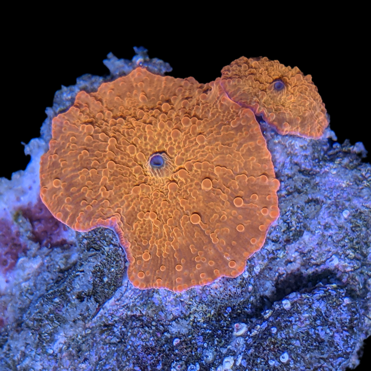 2 x Discosoma Mushrooms