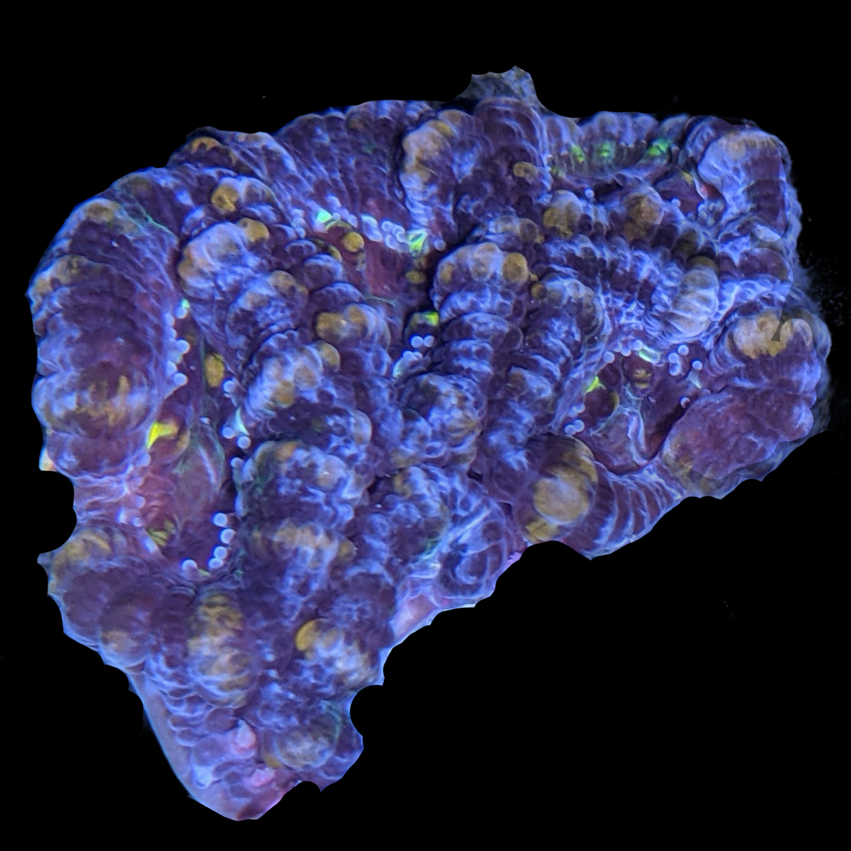 Acanthastrea Lordhowensi