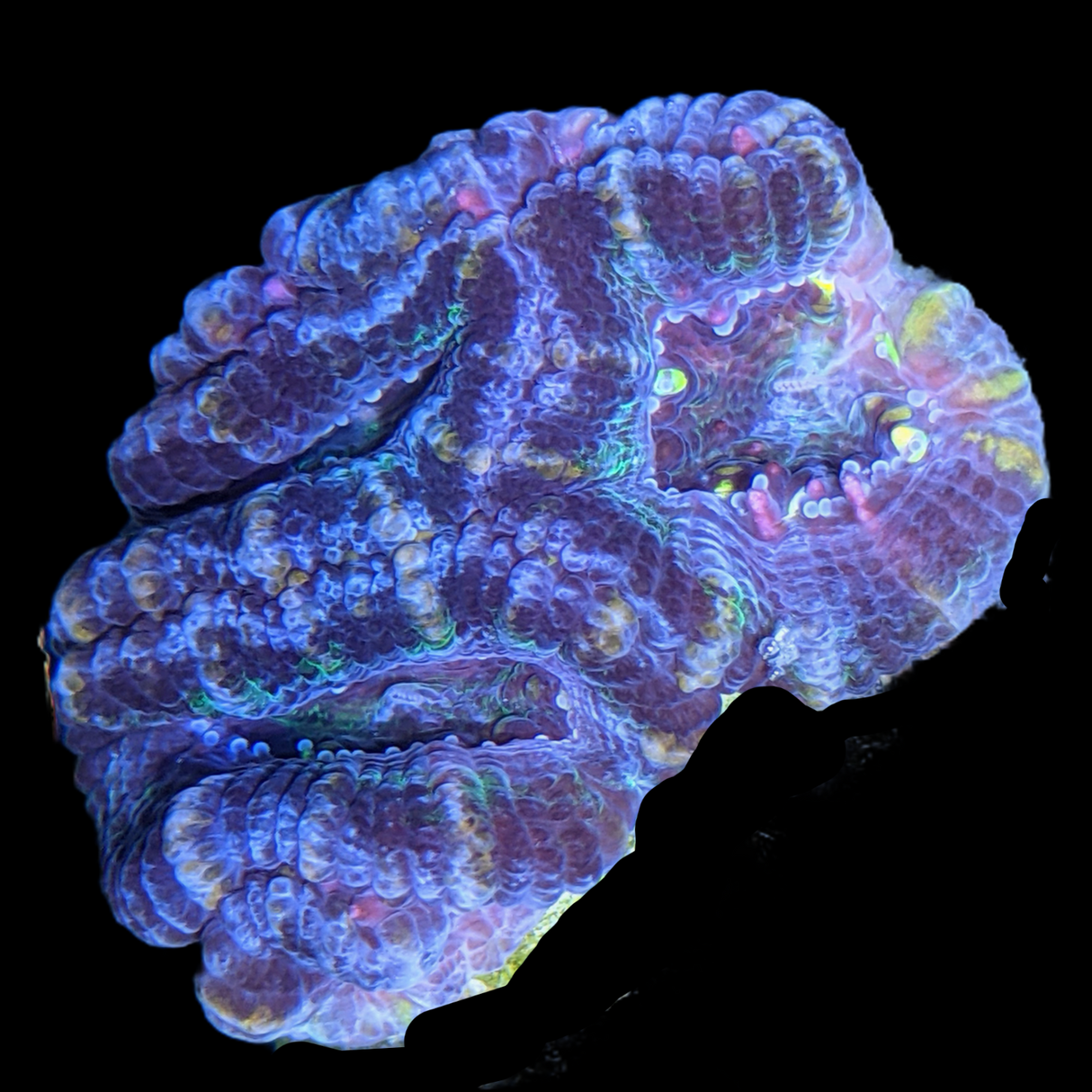 Acanthastrea Lordhowensi