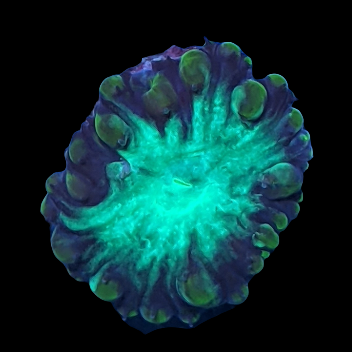 1 Head Gold Blastomussa