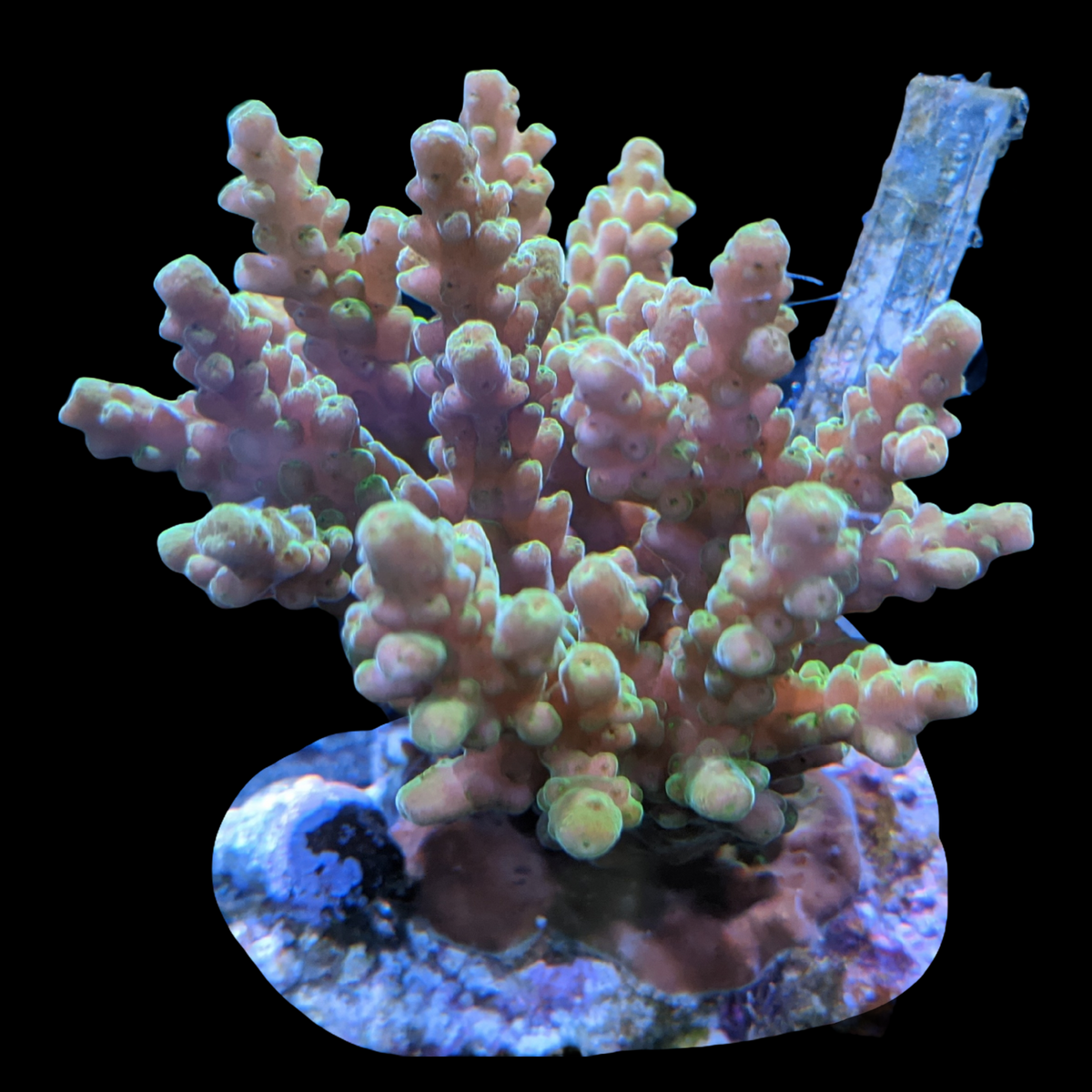 Indonesia Aquacultured Acropora (Collection Only)