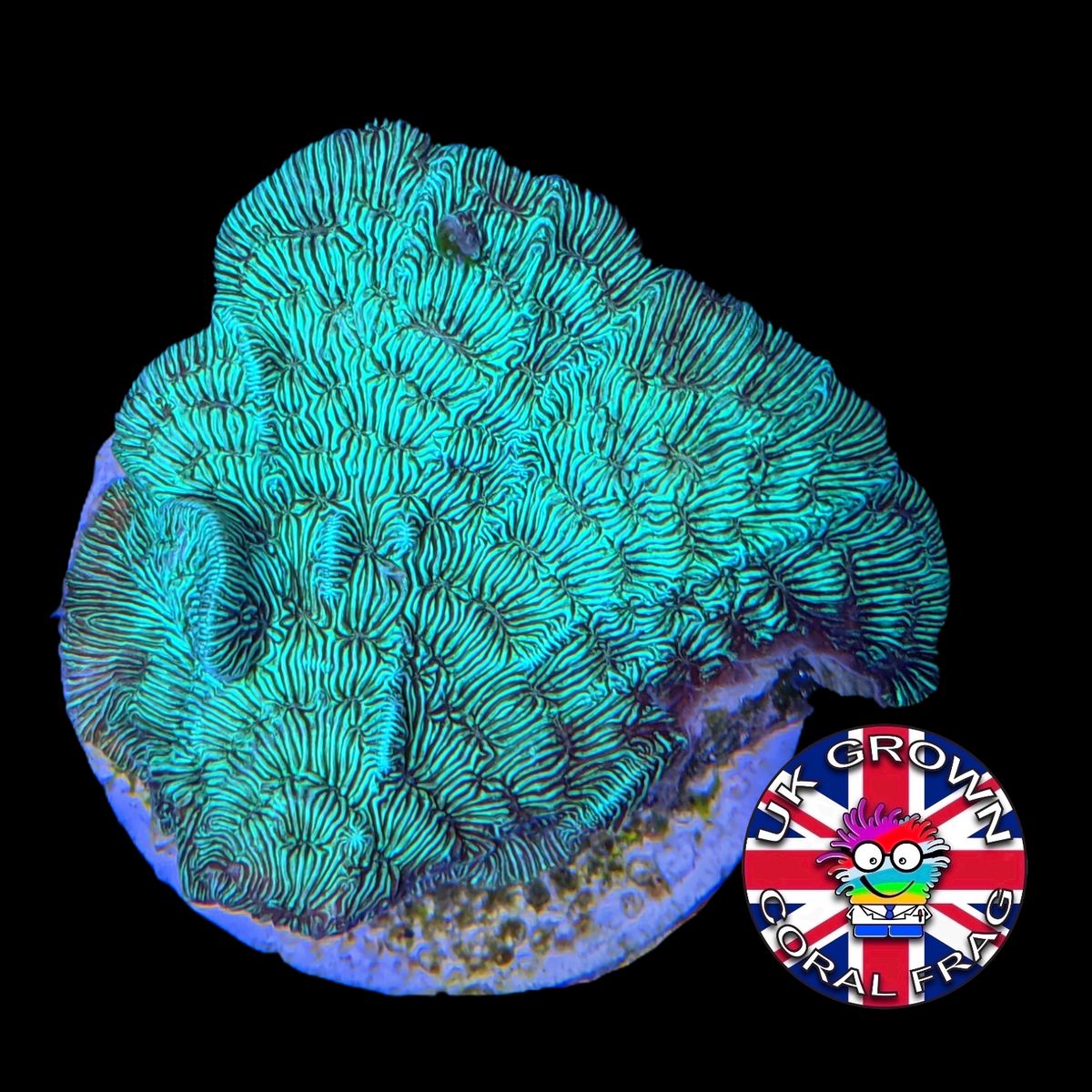 Metallic Green Pavona (UK Grown)