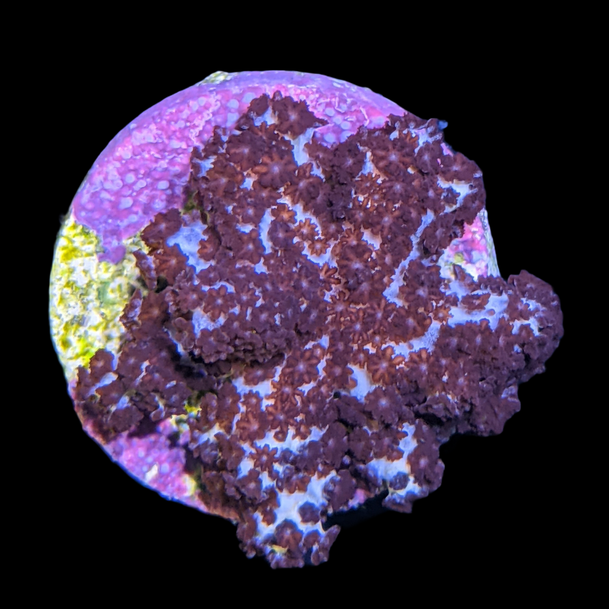 Cladiella Halversoni