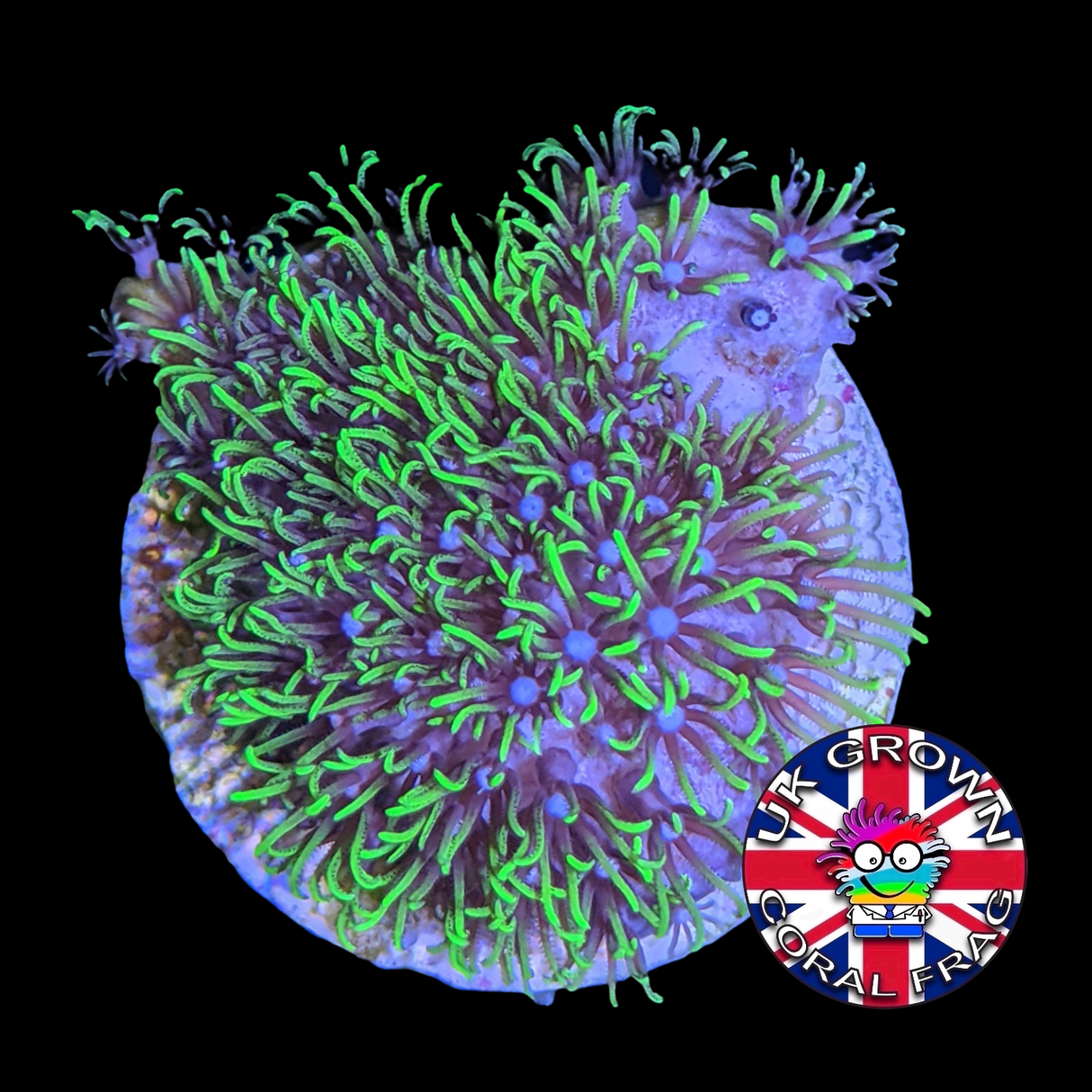 Green Star Polyps (Large Plug) UK Grown