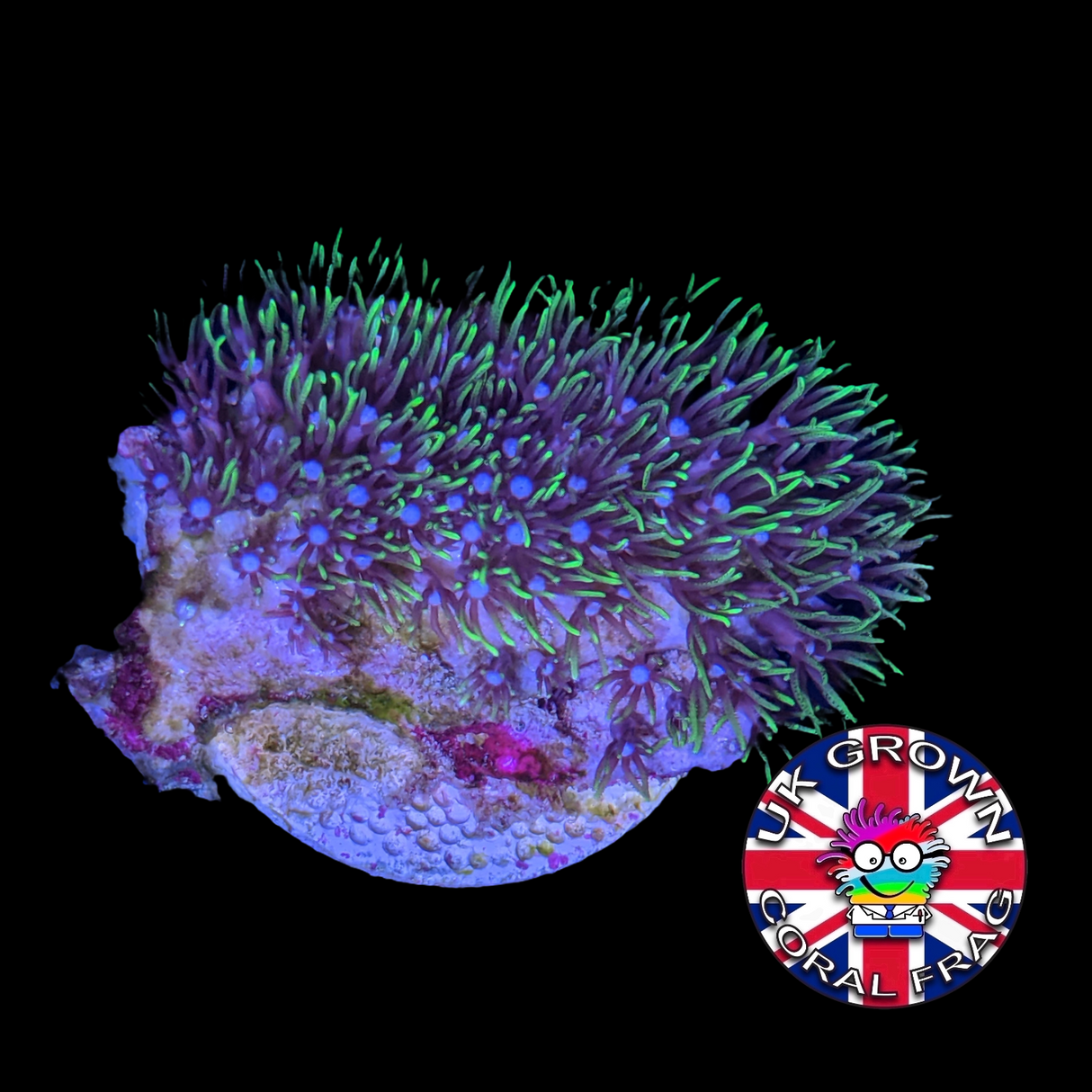 Green Star Polyps (Large Plug) UK Grown