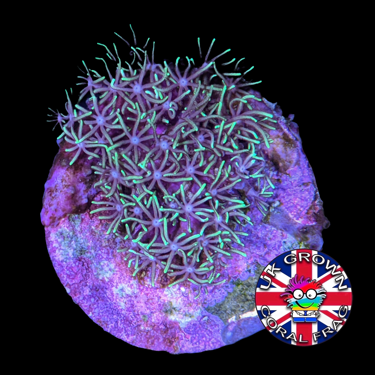 Green Star Polyps (Large Plug) UK Grown