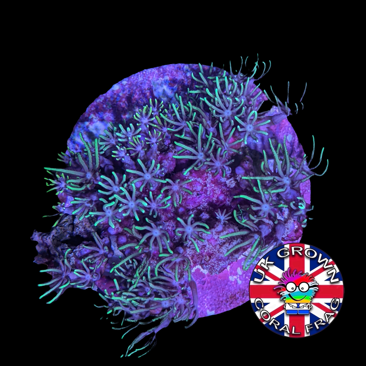 Green Star Polyps (Large Plug) UK Grown