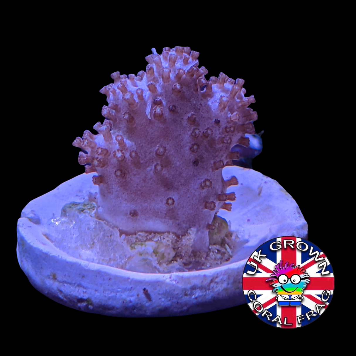 Sinularia (UK Grown)