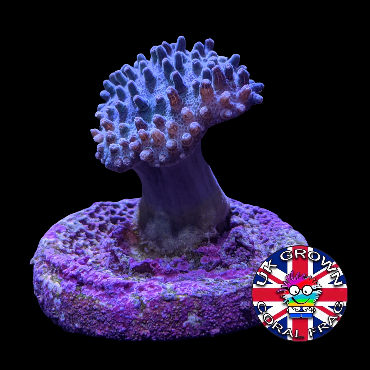 Toadstool (UK Grown)