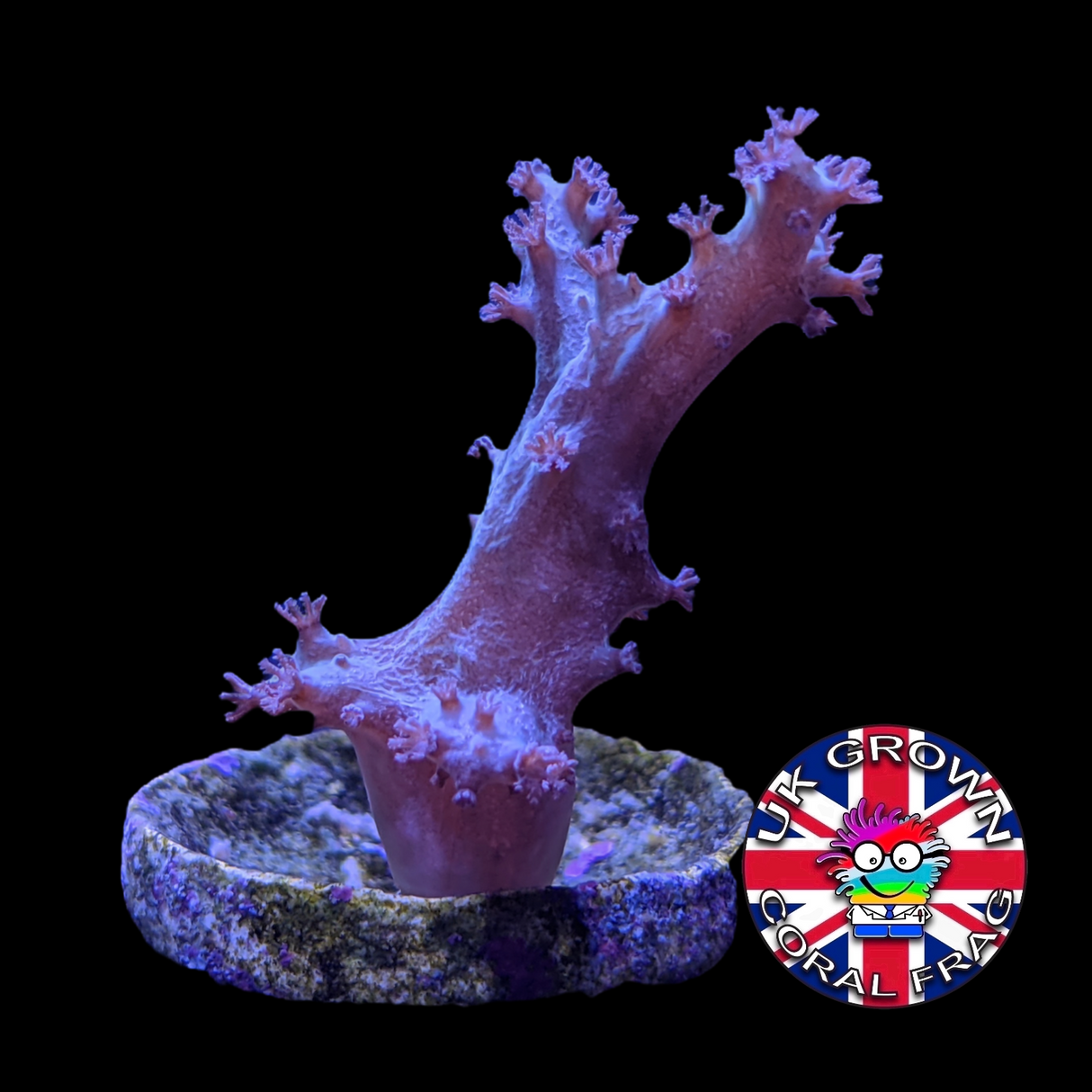 Sinularia (UK Grown)