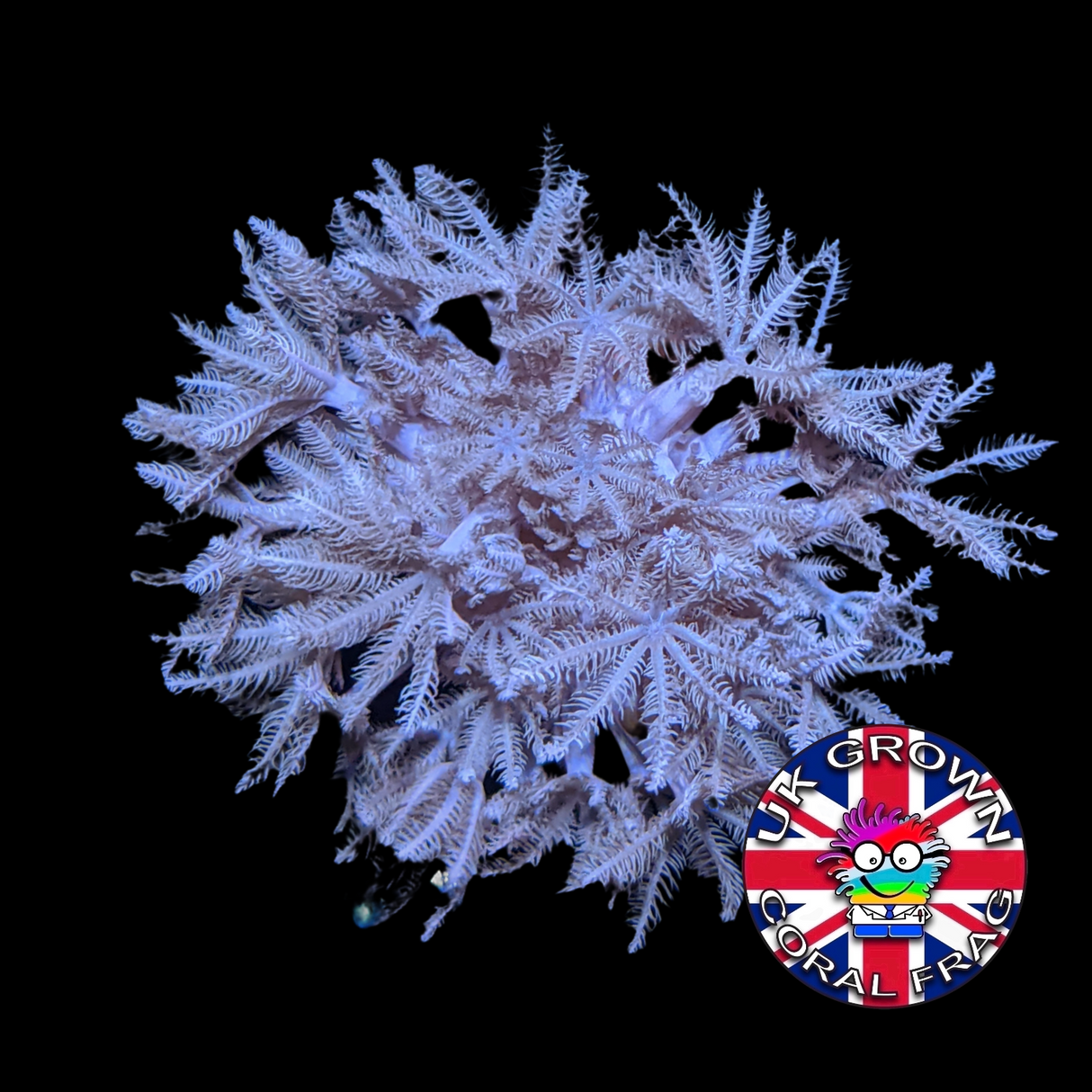 Pulsing Xenia Elongata (UK Grown)