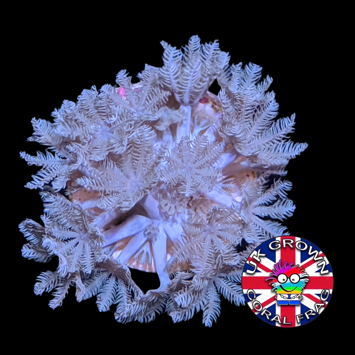 Pulsing Xenia Elongata (UK Grown)