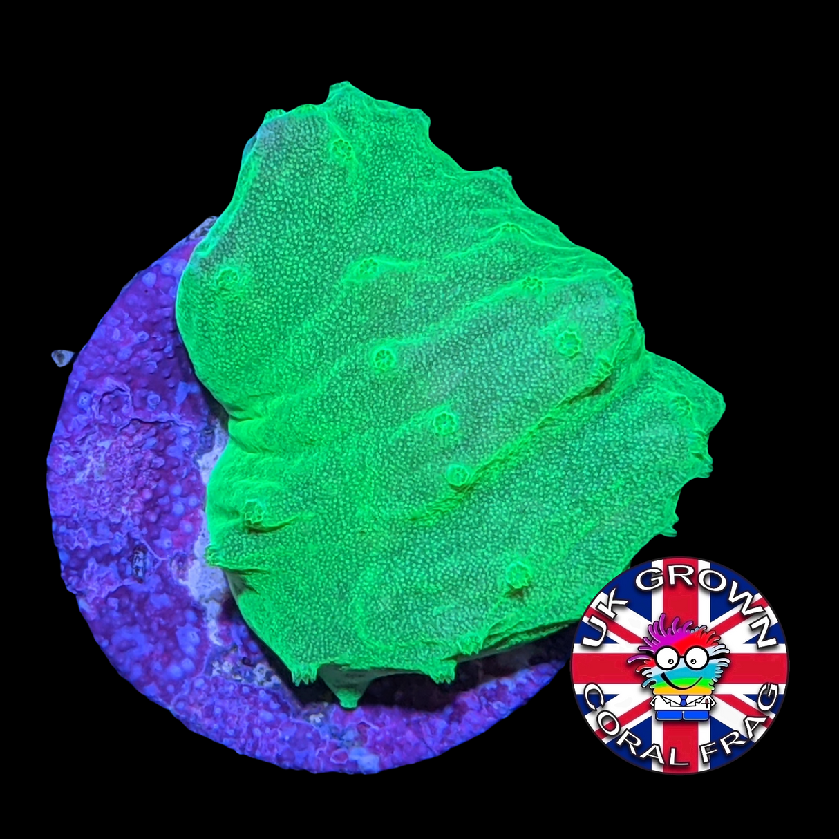Neon Green Sinularia Dura (UK Grown)