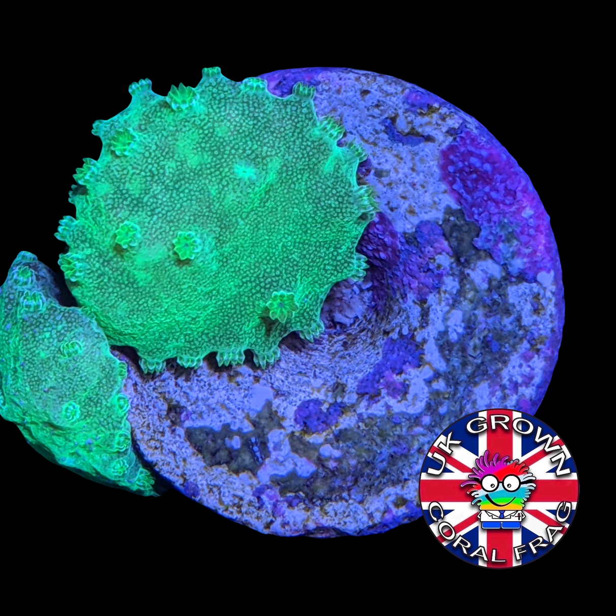 Neon Green Sinularia Dura (UK Grown)