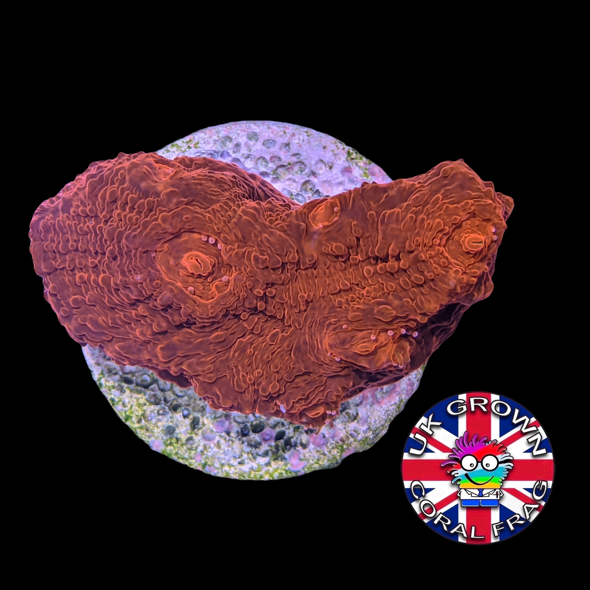 Red Lava Chalice (UK Grown)