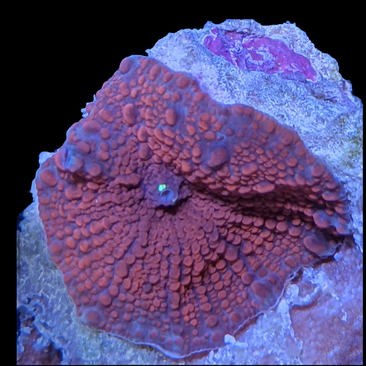 Australian Discosoma Mushroom