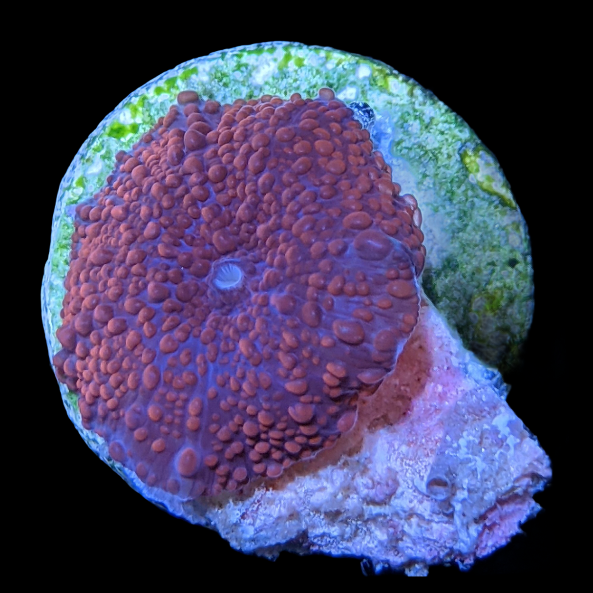 Australian Discosoma Mushroom