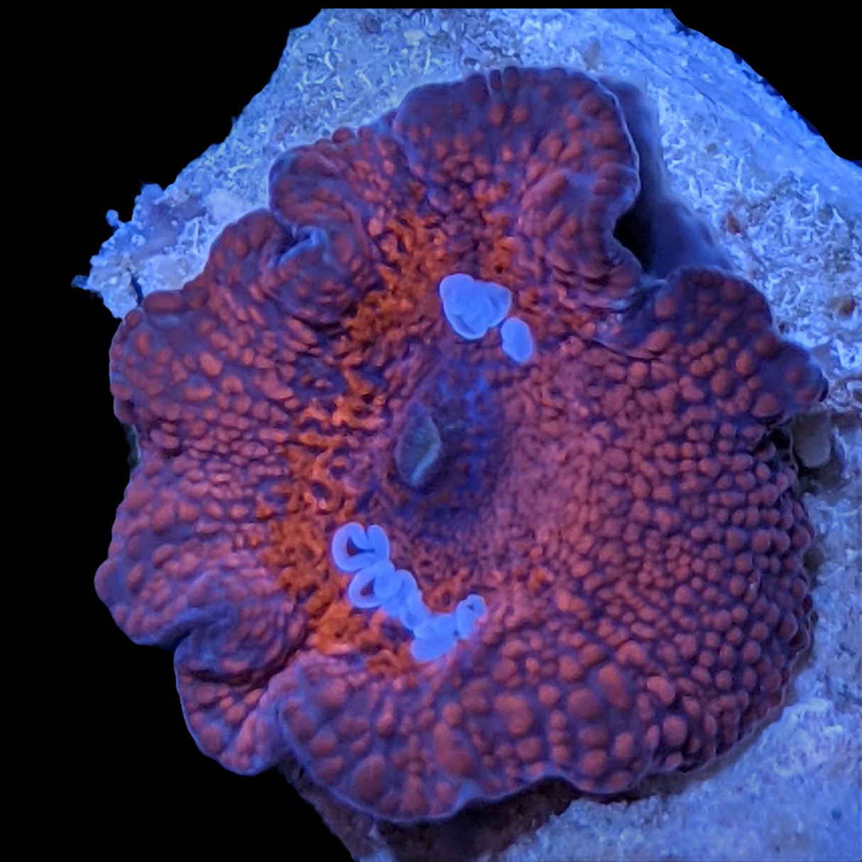 Australian Discosoma Mushroom