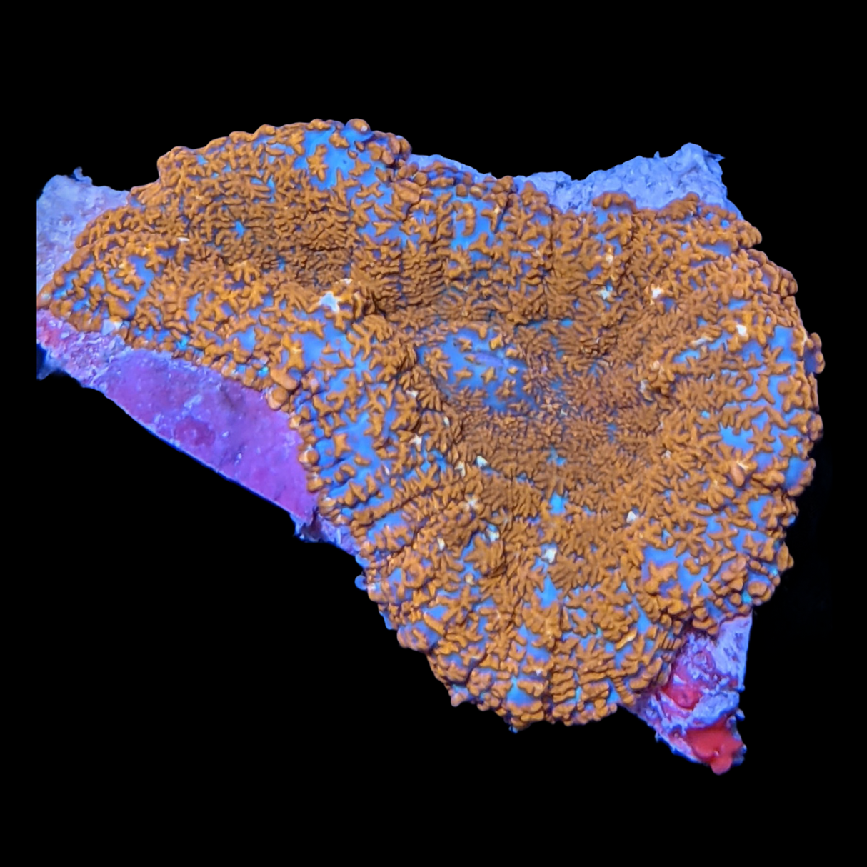 Australian Rhodactis Mushroom