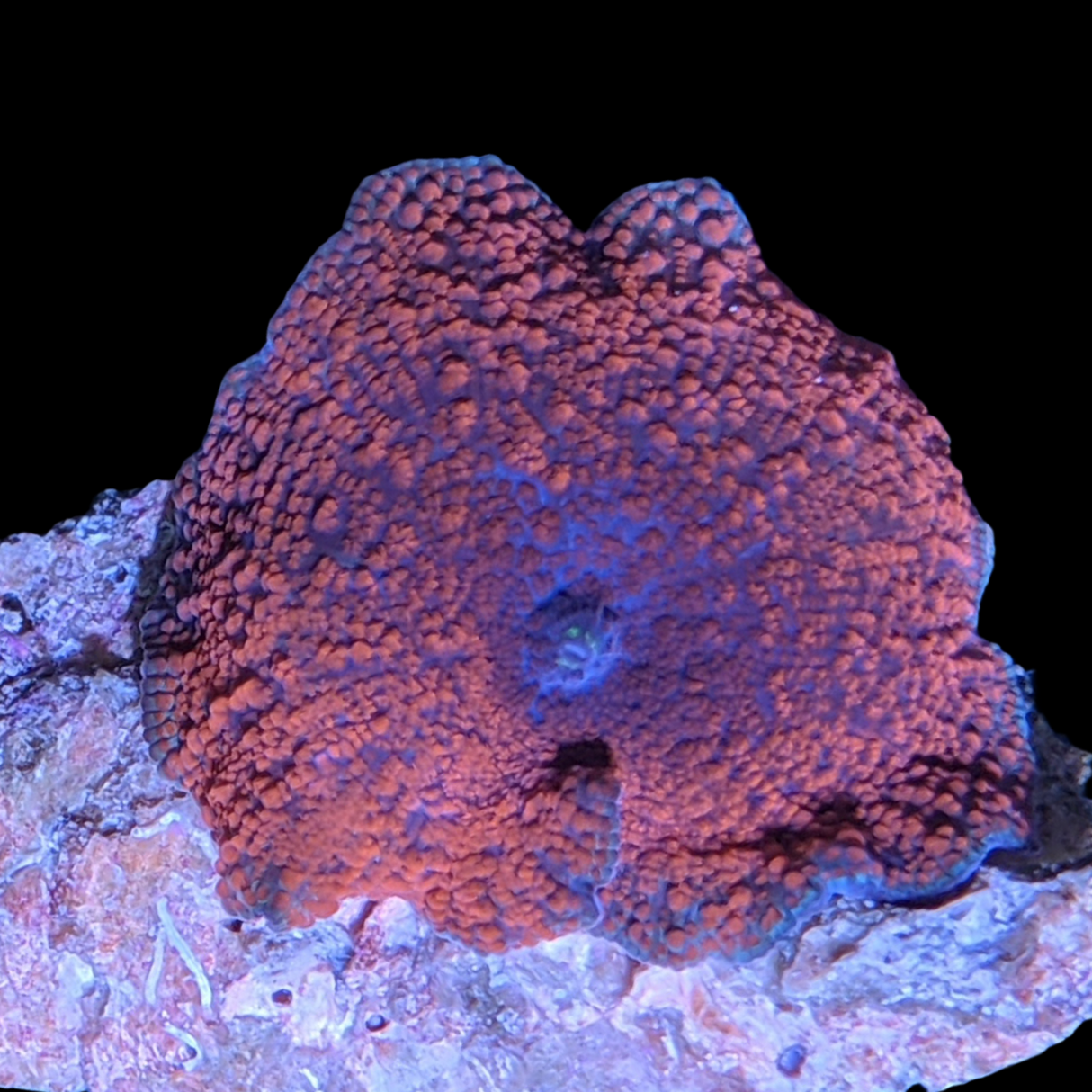 Australian Discosoma Mushroom