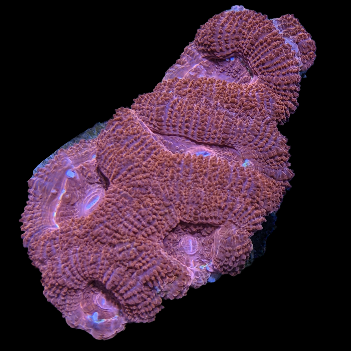 Acanthastrea Lordhowensi
