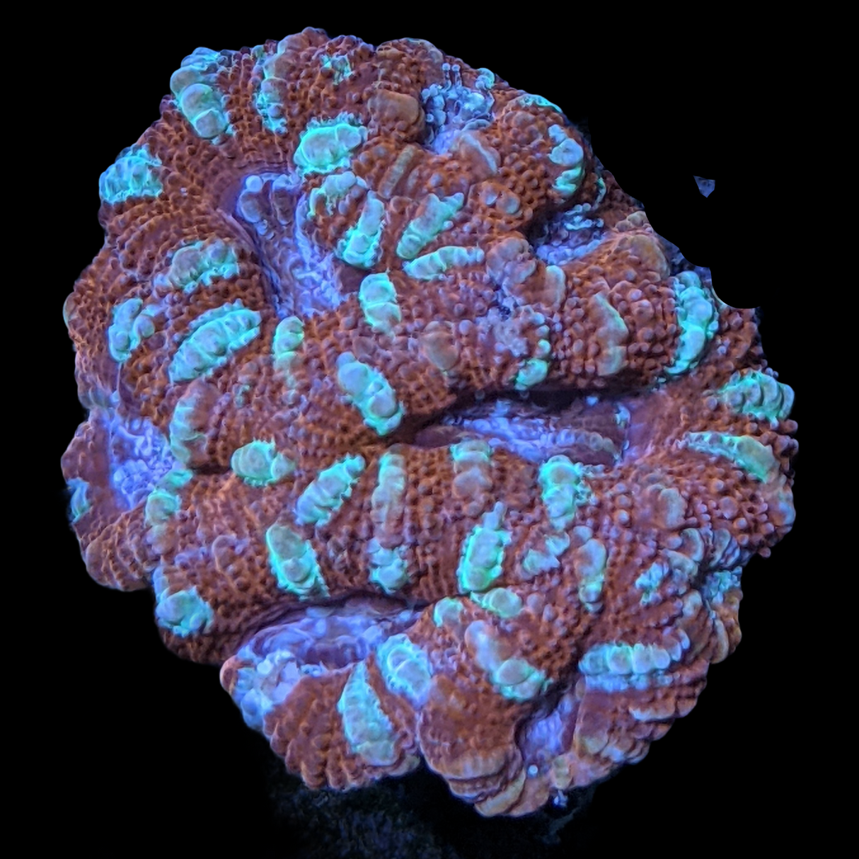 Acanthastrea Lordhowensi