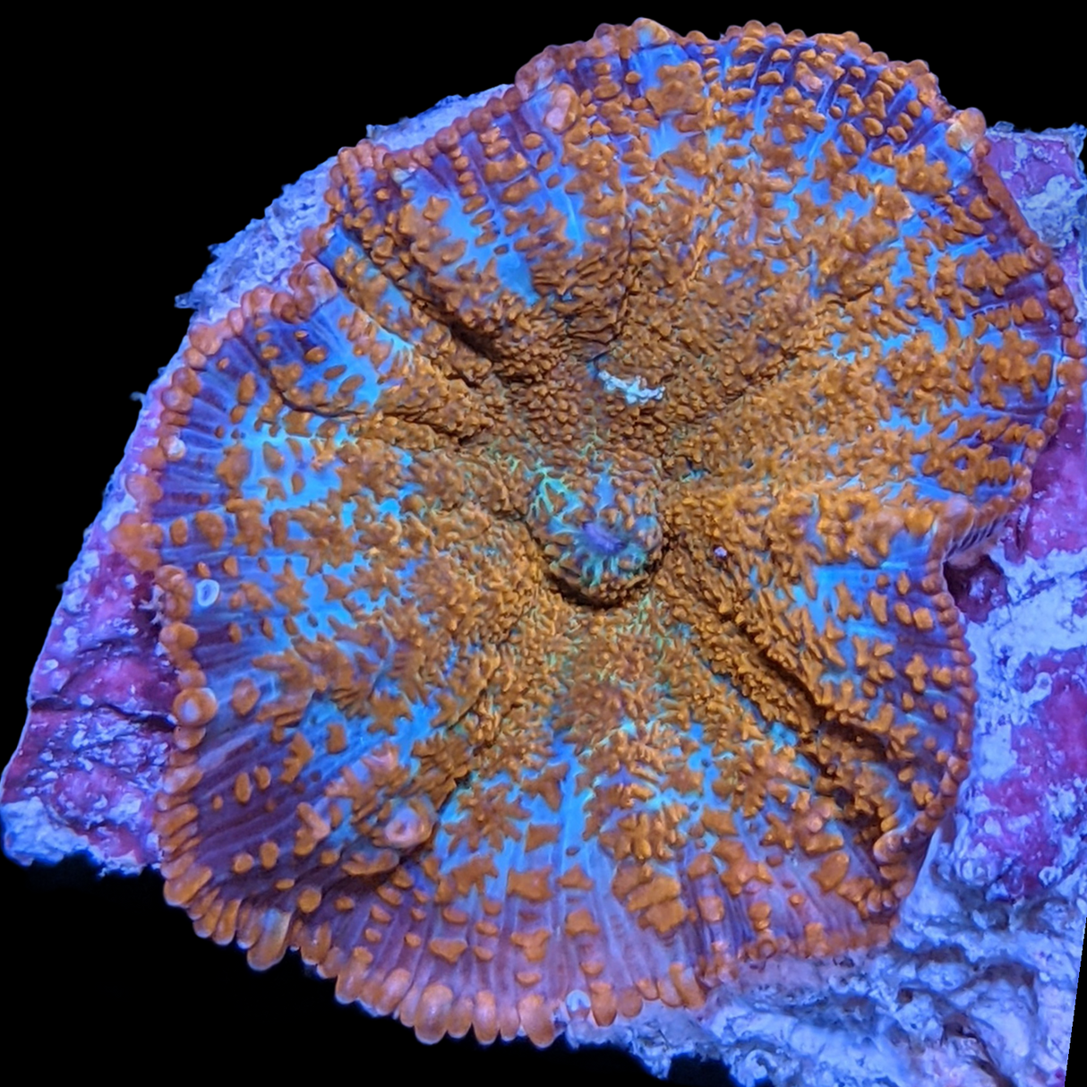 Australian Orange Rhodactis Mushroom