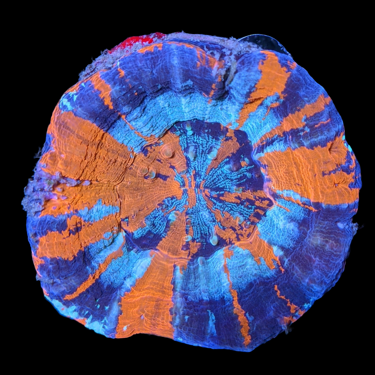 Australian War Paint Scolymia (Collection Only)