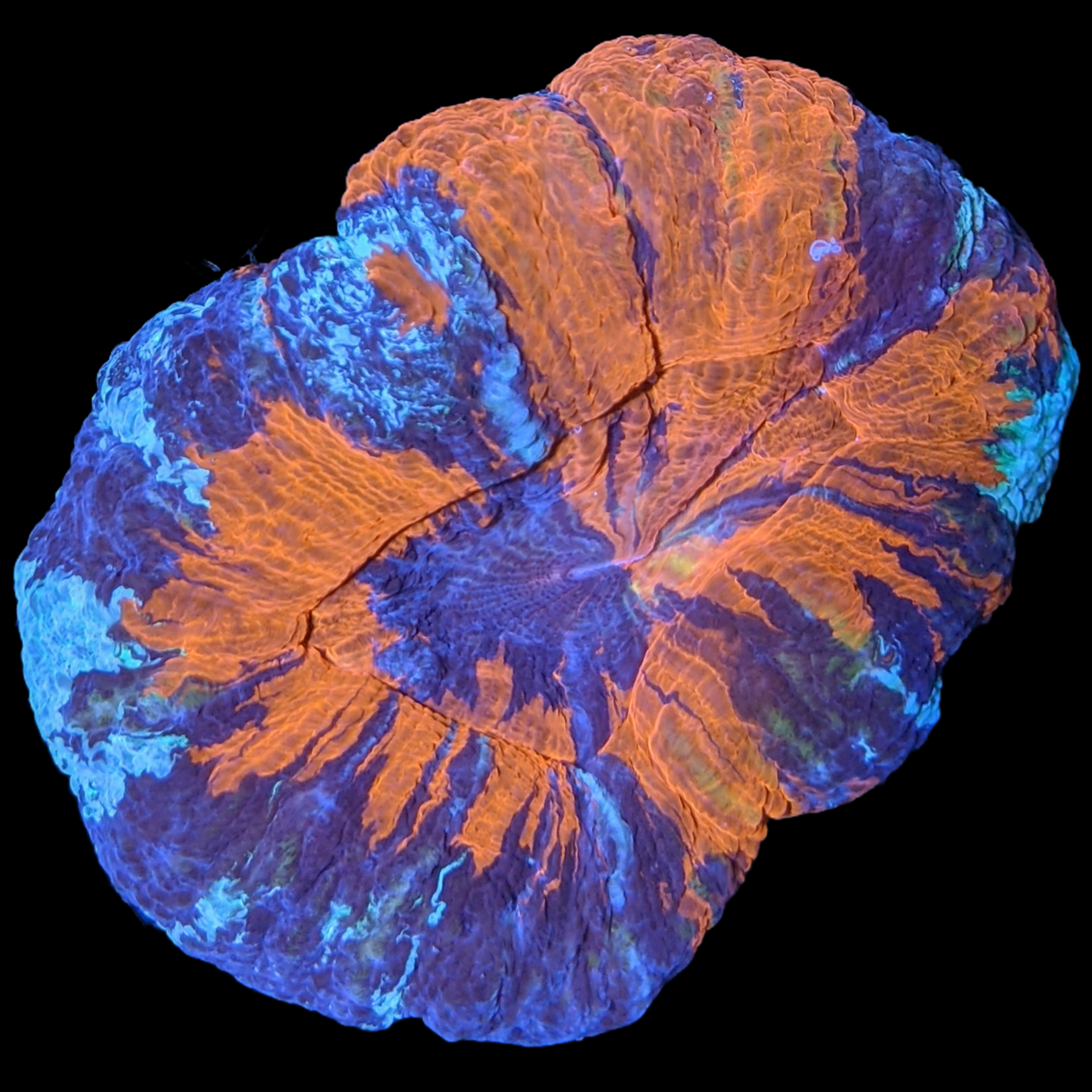 Australian War Paint Scolymia (Collection Only)