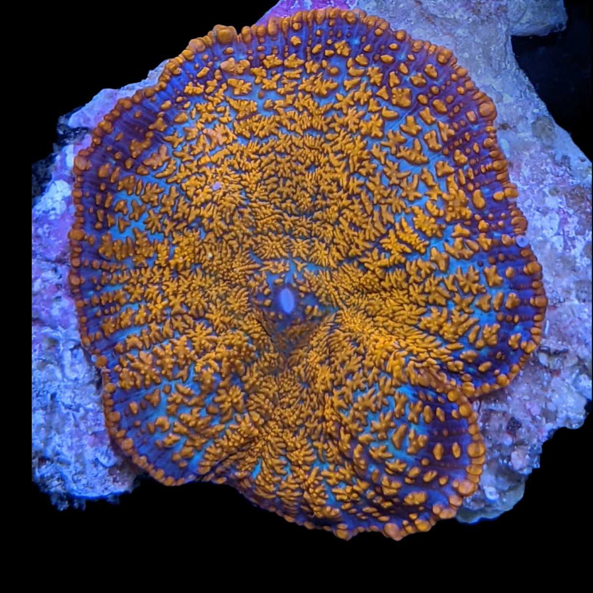 Australian Orange Rhodactis Mushroom