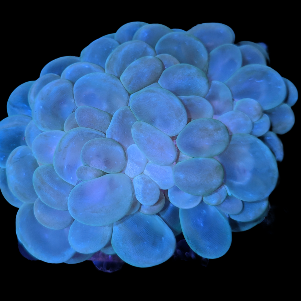 Bubble Coral (Collection Only)