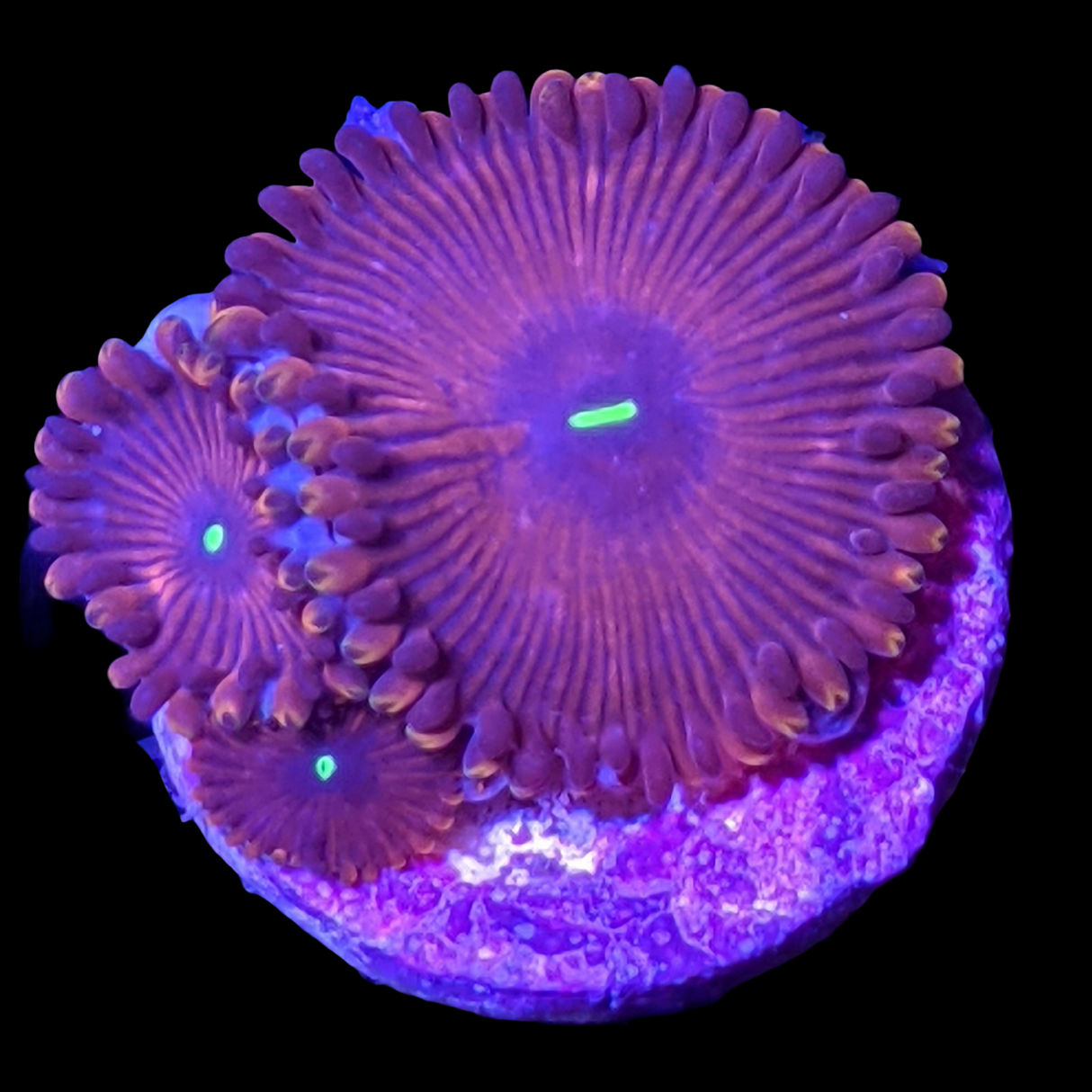 Red People Eater Zoa Frag