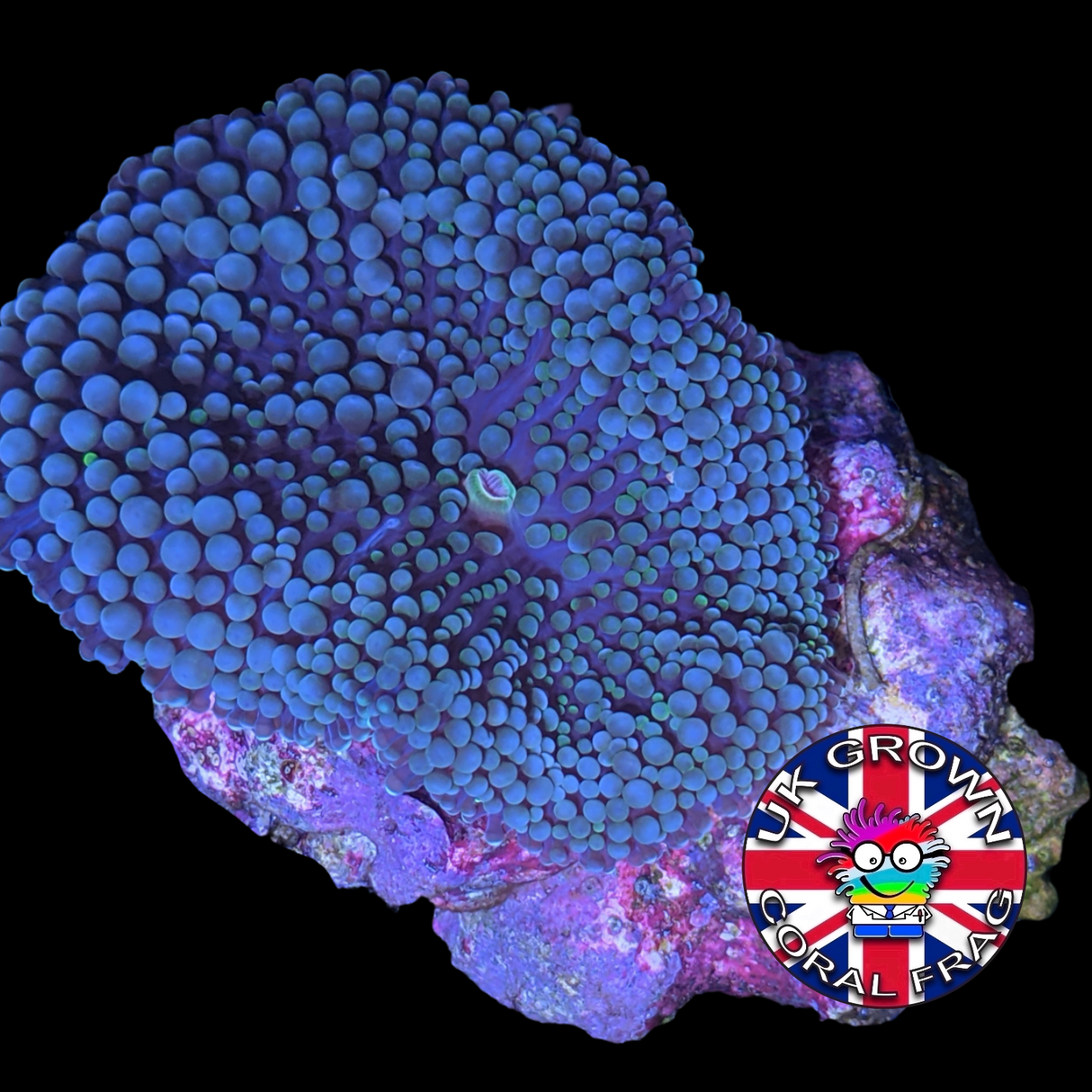 Blue Ricordea Florida (UK Grown)