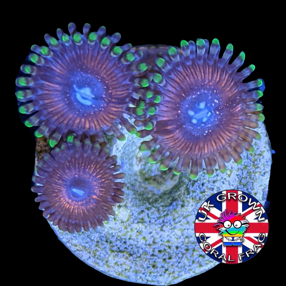 Zoa Frag (UK Grown)