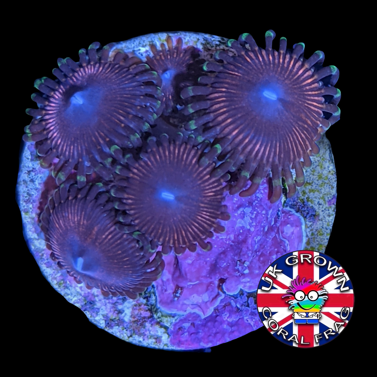 Zoa Frag (UK Grown)