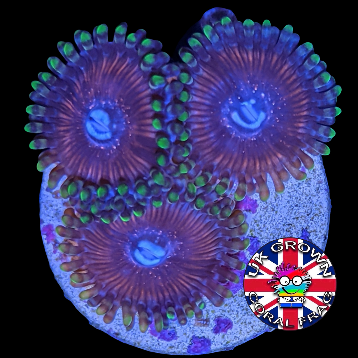 Zoa Frag (UK Grown)