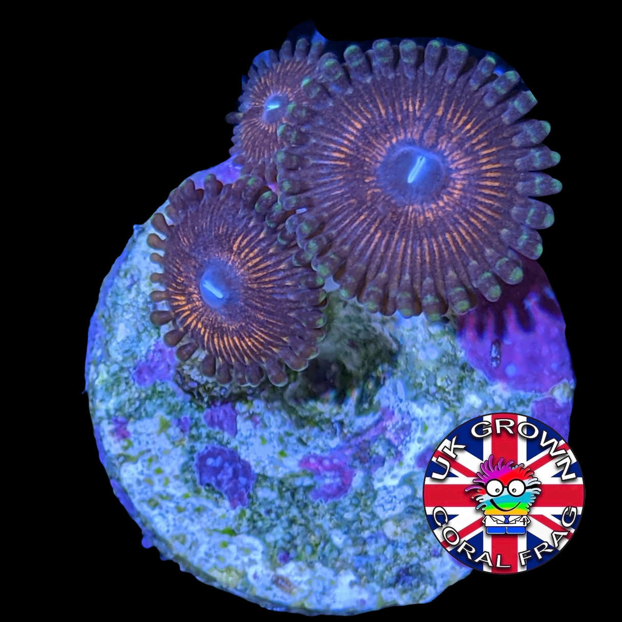 Zoa Frag (UK Grown)