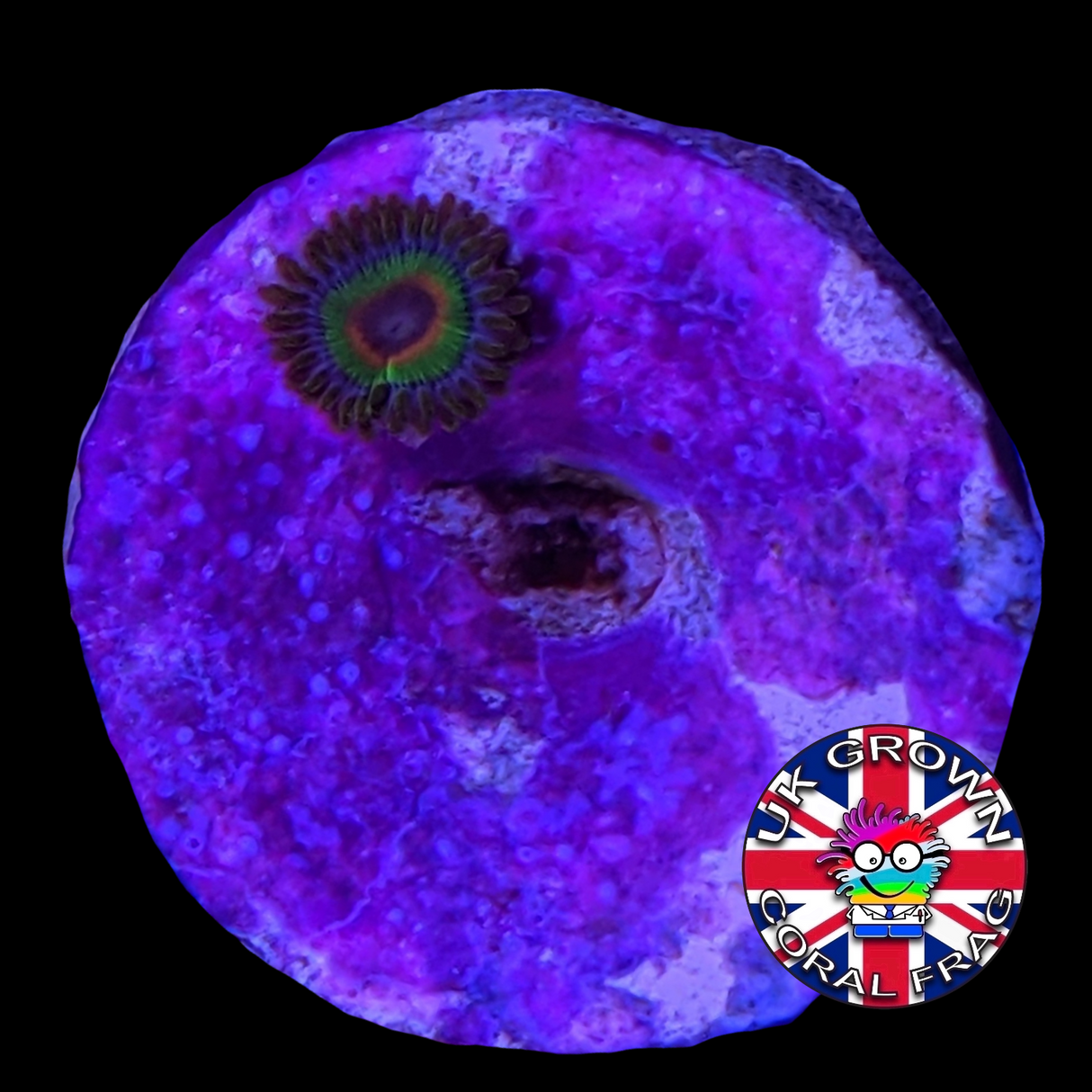 Rasta Zoa Frag (UK Grown)