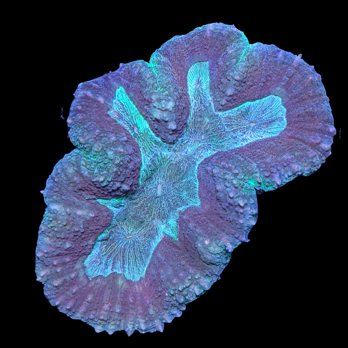 Lobophyllia (collection Only)