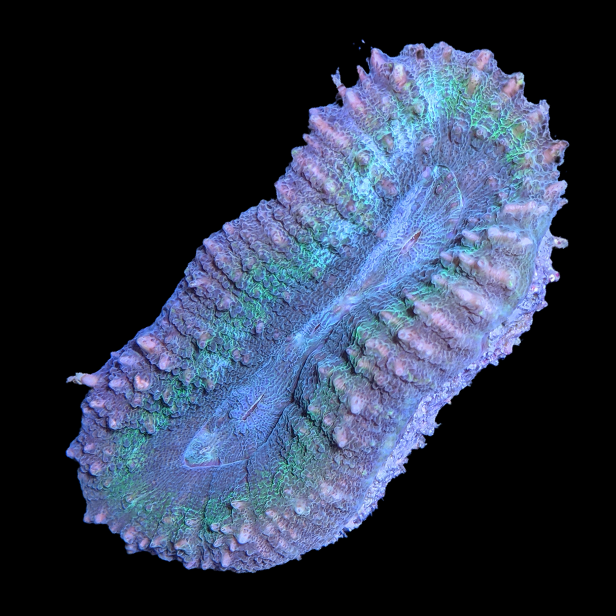 Lobophyllia (collection Only)