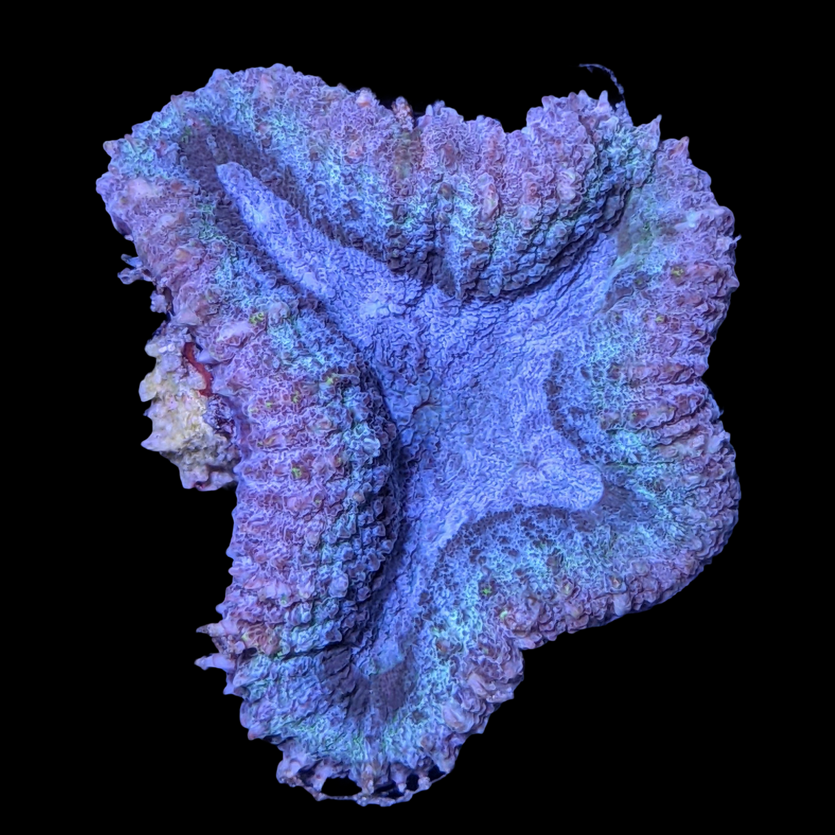 Lobophyllia (collection Only)