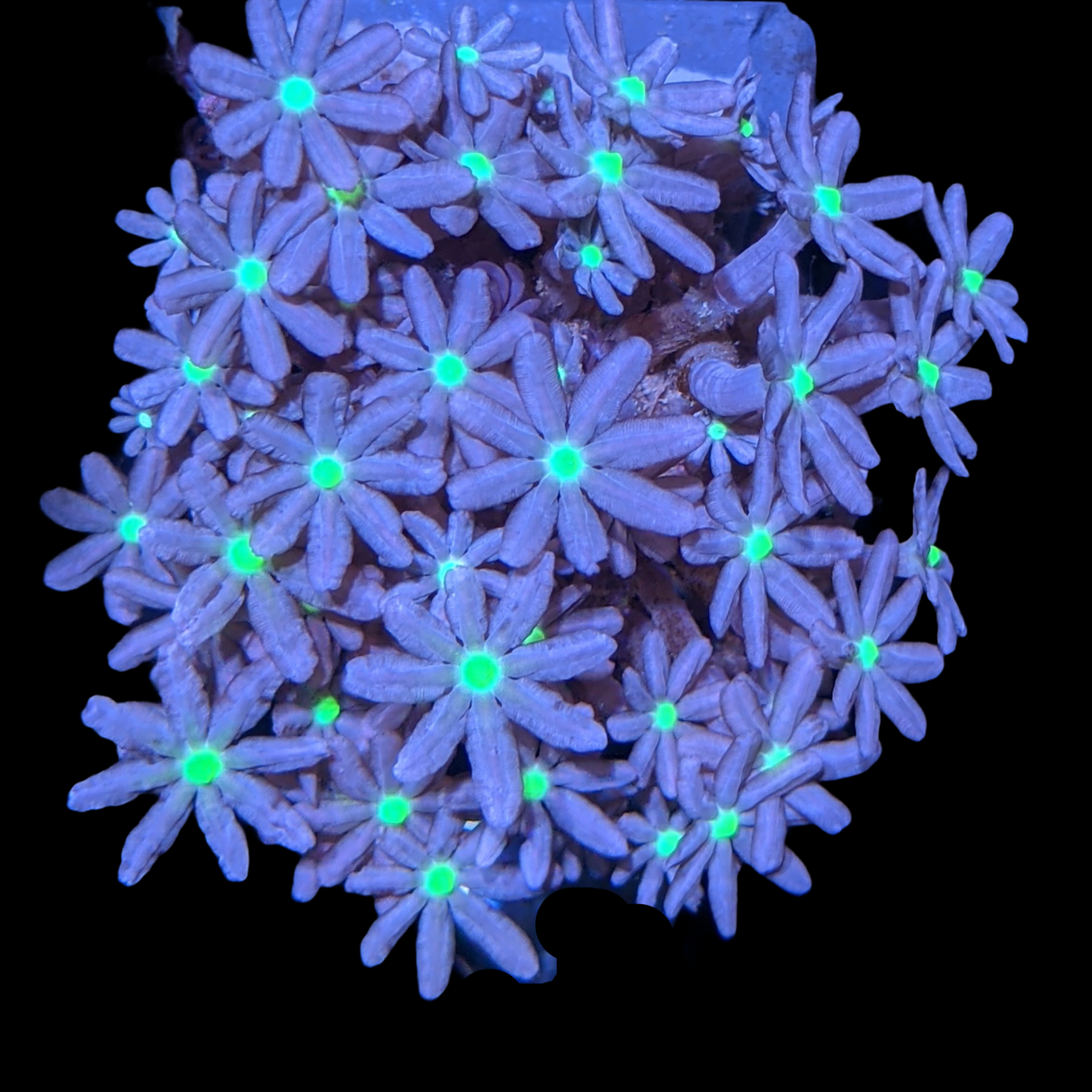 Knopia Jasmine Polyps