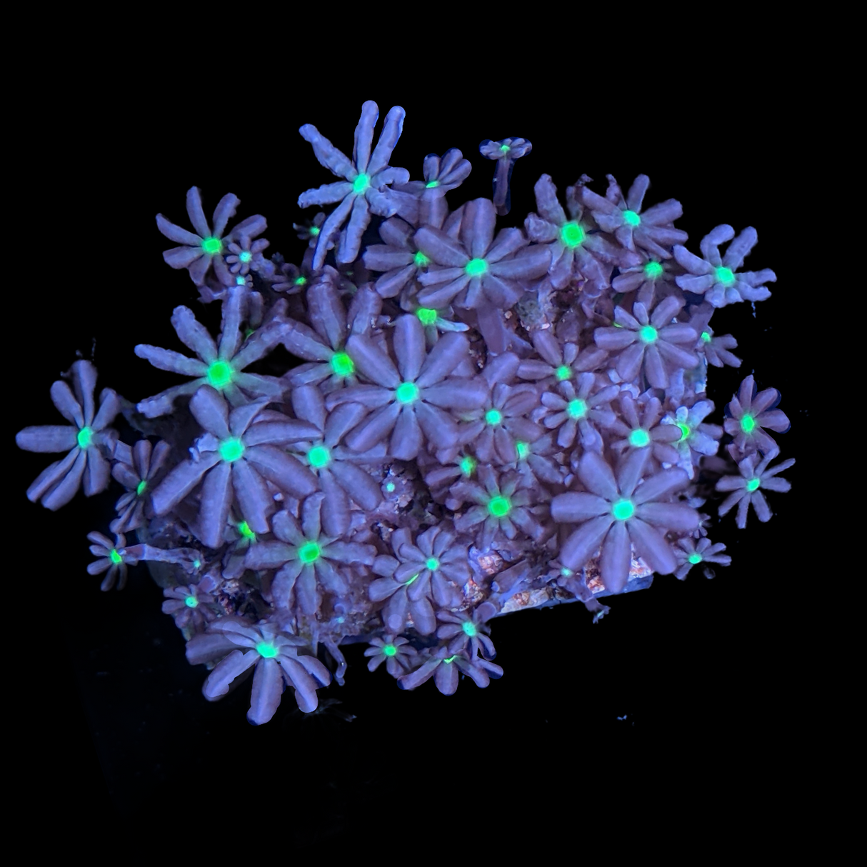 Knopia Jasmine Polyps