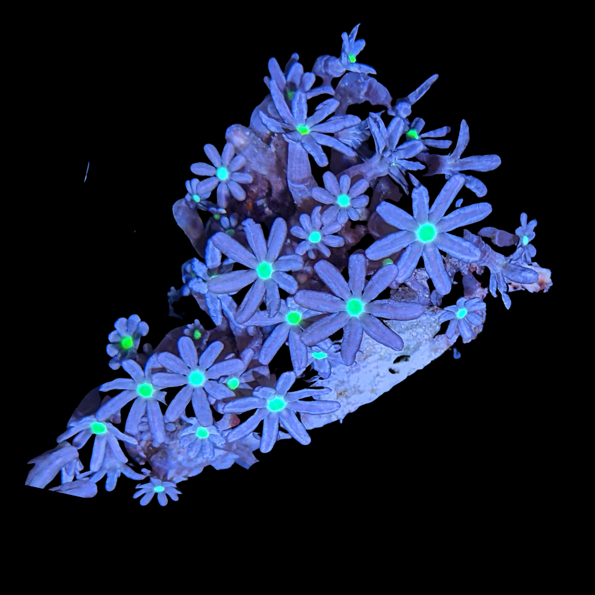 Knopia Jasmine Polyps